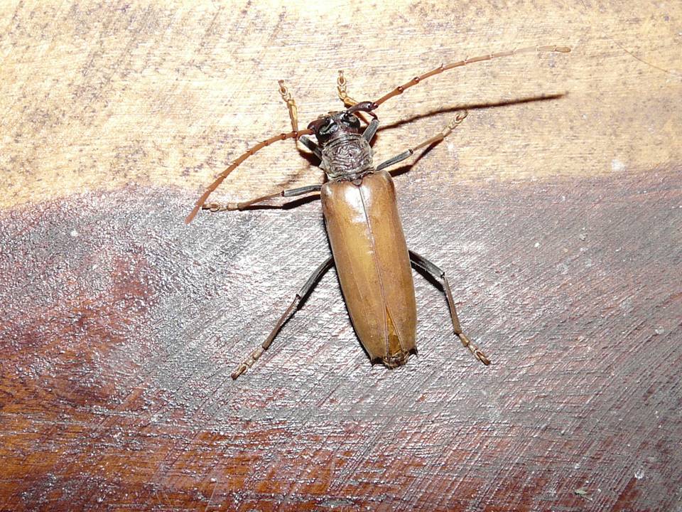 FIGURE 1c FIGURE 1c